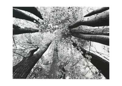 Ananya Wall Art