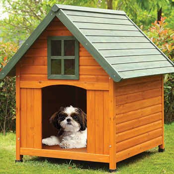 Click here for Pet Accessories